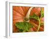 Orange Pumpkin with Leaves-Vladimir Shulevsky-Framed Photographic Print