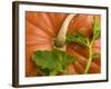 Orange Pumpkin with Leaves-Vladimir Shulevsky-Framed Photographic Print