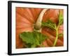 Orange Pumpkin with Leaves-Vladimir Shulevsky-Framed Photographic Print