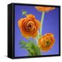 Orange Ranunculus Flowers-Clive Nichols-Framed Stretched Canvas