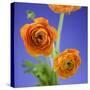 Orange Ranunculus Flowers-Clive Nichols-Stretched Canvas