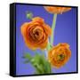 Orange Ranunculus Flowers-Clive Nichols-Framed Stretched Canvas