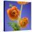 Orange Ranunculus Flowers-Clive Nichols-Stretched Canvas