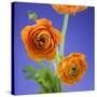 Orange Ranunculus Flowers-Clive Nichols-Stretched Canvas