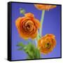 Orange Ranunculus Flowers-Clive Nichols-Framed Stretched Canvas