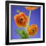 Orange Ranunculus Flowers-Clive Nichols-Framed Photographic Print