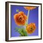 Orange Ranunculus Flowers-Clive Nichols-Framed Photographic Print