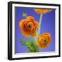 Orange Ranunculus Flowers-Clive Nichols-Framed Photographic Print