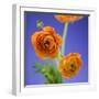 Orange Ranunculus Flowers-Clive Nichols-Framed Photographic Print