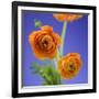 Orange Ranunculus Flowers-Clive Nichols-Framed Photographic Print