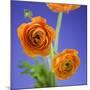 Orange Ranunculus Flowers-Clive Nichols-Mounted Photographic Print