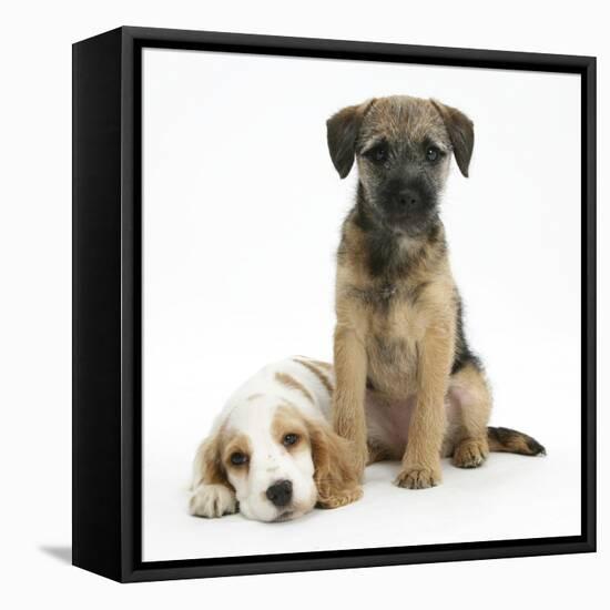 Orange Roan Cocker Spaniel Bitch Puppy, Blossom, with Border Terrier Bitch Puppy, Kes-Mark Taylor-Framed Stretched Canvas