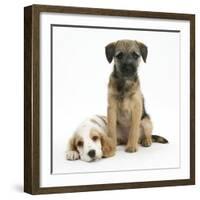 Orange Roan Cocker Spaniel Bitch Puppy, Blossom, with Border Terrier Bitch Puppy, Kes-Mark Taylor-Framed Photographic Print