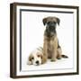 Orange Roan Cocker Spaniel Bitch Puppy, Blossom, with Border Terrier Bitch Puppy, Kes-Mark Taylor-Framed Photographic Print