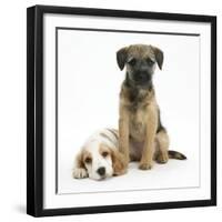 Orange Roan Cocker Spaniel Bitch Puppy, Blossom, with Border Terrier Bitch Puppy, Kes-Mark Taylor-Framed Photographic Print