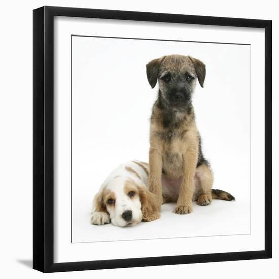 Orange Roan Cocker Spaniel Bitch Puppy, Blossom, with Border Terrier Bitch Puppy, Kes-Mark Taylor-Framed Photographic Print