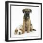 Orange Roan Cocker Spaniel Bitch Puppy, Blossom, with Border Terrier Bitch Puppy, Kes-Mark Taylor-Framed Photographic Print