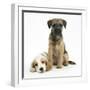 Orange Roan Cocker Spaniel Bitch Puppy, Blossom, with Border Terrier Bitch Puppy, Kes-Mark Taylor-Framed Photographic Print