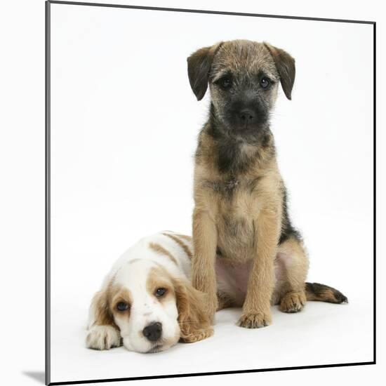 Orange Roan Cocker Spaniel Bitch Puppy, Blossom, with Border Terrier Bitch Puppy, Kes-Mark Taylor-Mounted Photographic Print