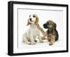 Orange Roan Cocker Spaniel Bitch Puppy, Blossom, with Border Terrier Bitch Puppy, Kes-Mark Taylor-Framed Photographic Print