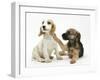 Orange Roan Cocker Spaniel Bitch Puppy, Blossom, with Border Terrier Bitch Puppy, Kes-Mark Taylor-Framed Photographic Print