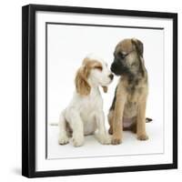 Orange Roan Cocker Spaniel Bitch Puppy, Blossom, with Border Terrier Bitch Puppy, Kes-Mark Taylor-Framed Photographic Print