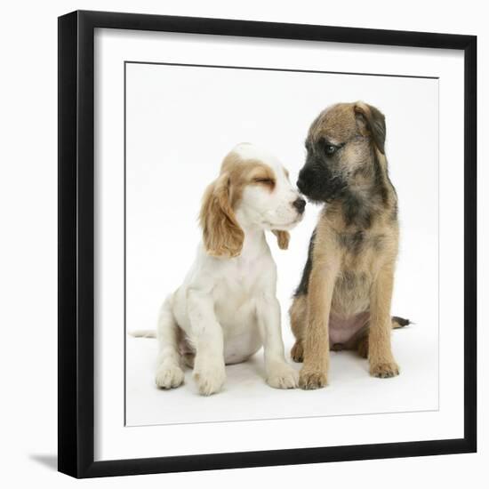 Orange Roan Cocker Spaniel Bitch Puppy, Blossom, with Border Terrier Bitch Puppy, Kes-Mark Taylor-Framed Photographic Print