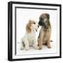 Orange Roan Cocker Spaniel Bitch Puppy, Blossom, with Border Terrier Bitch Puppy, Kes-Mark Taylor-Framed Photographic Print