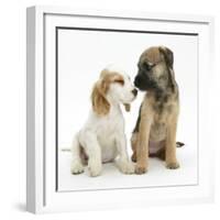 Orange Roan Cocker Spaniel Bitch Puppy, Blossom, with Border Terrier Bitch Puppy, Kes-Mark Taylor-Framed Photographic Print