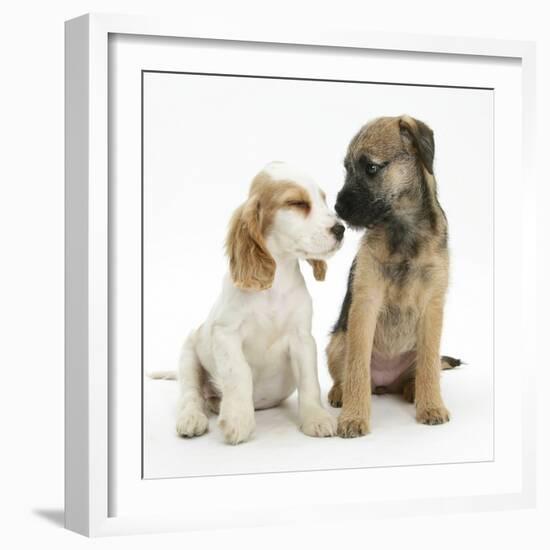 Orange Roan Cocker Spaniel Bitch Puppy, Blossom, with Border Terrier Bitch Puppy, Kes-Mark Taylor-Framed Photographic Print