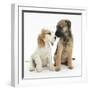 Orange Roan Cocker Spaniel Bitch Puppy, Blossom, with Border Terrier Bitch Puppy, Kes-Mark Taylor-Framed Photographic Print