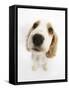 Orange Roan Cocker Spaniel Puppy, Blossom, Looking Up-Mark Taylor-Framed Stretched Canvas