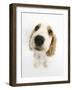 Orange Roan Cocker Spaniel Puppy, Blossom, Looking Up-Mark Taylor-Framed Photographic Print