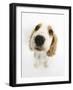 Orange Roan Cocker Spaniel Puppy, Blossom, Looking Up-Mark Taylor-Framed Photographic Print