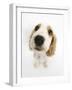 Orange Roan Cocker Spaniel Puppy, Blossom, Looking Up-Mark Taylor-Framed Photographic Print