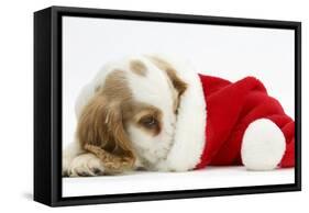 Orange Roan Cocker Spaniel Puppy, Blossom, Resting in Father Christmas Hat-Mark Taylor-Framed Stretched Canvas