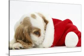 Orange Roan Cocker Spaniel Puppy, Blossom, Resting in Father Christmas Hat-Mark Taylor-Stretched Canvas