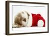 Orange Roan Cocker Spaniel Puppy, Blossom, Resting in Father Christmas Hat-Mark Taylor-Framed Photographic Print