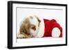 Orange Roan Cocker Spaniel Puppy, Blossom, Resting in Father Christmas Hat-Mark Taylor-Framed Photographic Print