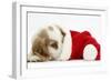 Orange Roan Cocker Spaniel Puppy, Blossom, Resting in Father Christmas Hat-Mark Taylor-Framed Photographic Print