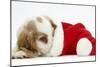 Orange Roan Cocker Spaniel Puppy, Blossom, Resting in Father Christmas Hat-Mark Taylor-Mounted Photographic Print