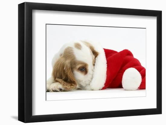 Orange Roan Cocker Spaniel Puppy, Blossom, Resting in Father Christmas Hat-Mark Taylor-Framed Photographic Print