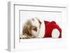 Orange Roan Cocker Spaniel Puppy, Blossom, Resting in Father Christmas Hat-Mark Taylor-Framed Photographic Print