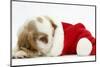 Orange Roan Cocker Spaniel Puppy, Blossom, Resting in Father Christmas Hat-Mark Taylor-Mounted Photographic Print