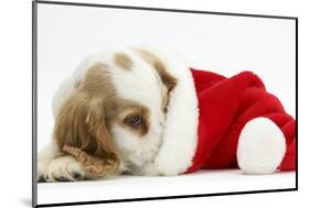 Orange Roan Cocker Spaniel Puppy, Blossom, Resting in Father Christmas Hat-Mark Taylor-Mounted Photographic Print