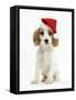 Orange Roan Cocker Spaniel Puppy, Blossom, Wearing Father Christmas Hat-Mark Taylor-Framed Stretched Canvas