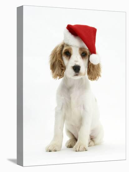 Orange Roan Cocker Spaniel Puppy, Blossom, Wearing Father Christmas Hat-Mark Taylor-Stretched Canvas