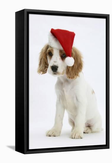 Orange Roan Cocker Spaniel Puppy, Blossom, Wearing Father Christmas Hat-Mark Taylor-Framed Stretched Canvas