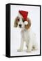 Orange Roan Cocker Spaniel Puppy, Blossom, Wearing Father Christmas Hat-Mark Taylor-Framed Stretched Canvas