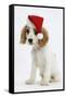 Orange Roan Cocker Spaniel Puppy, Blossom, Wearing Father Christmas Hat-Mark Taylor-Framed Stretched Canvas